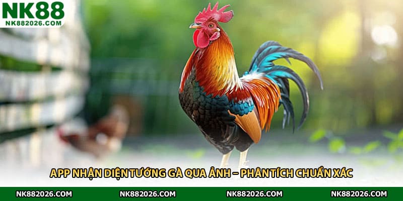 App Nhận Diện Tướng Gà Qua Ảnh – Phân Tích Chuẩn Xác