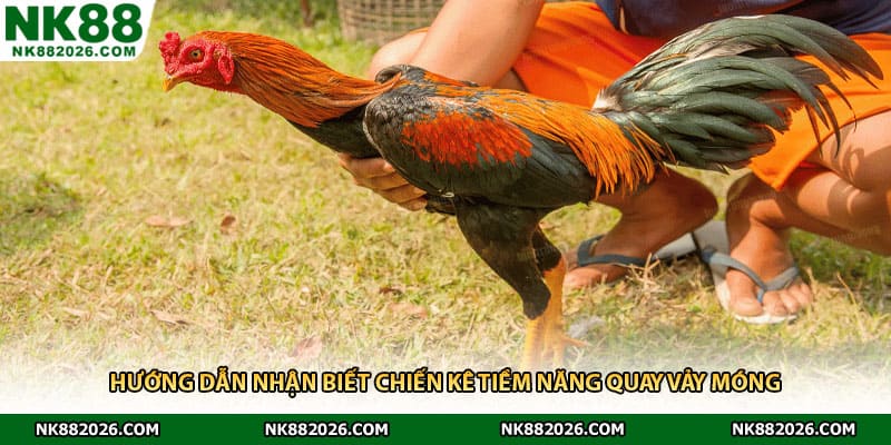 Hướng dẫn nhận biết chiến kê tiềm năng quay vảy móng